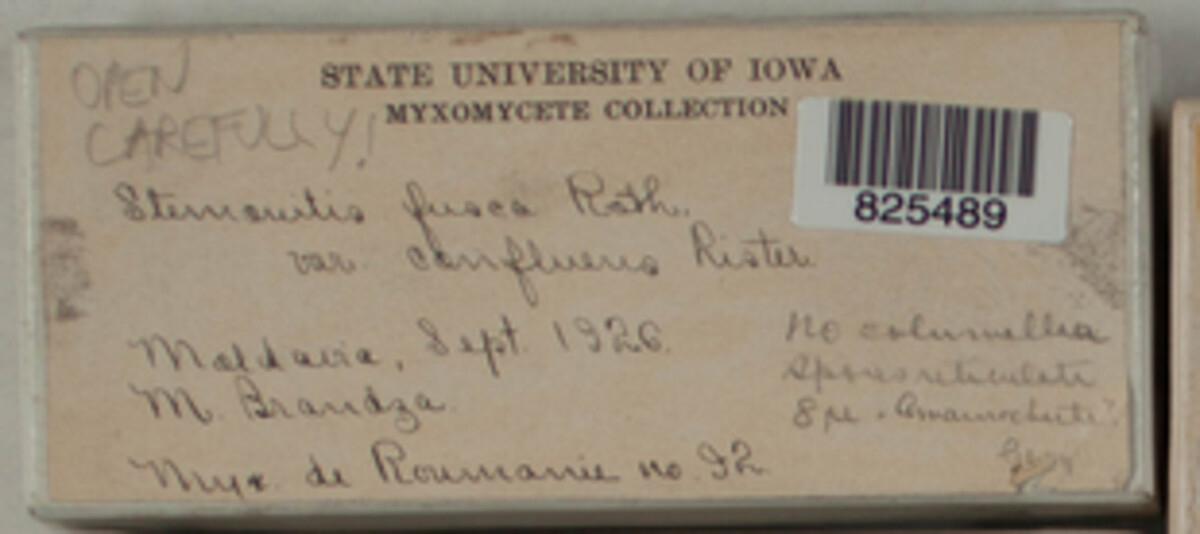 Amaurochaete image